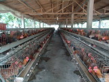 二层阶梯式人工饲养种鸡